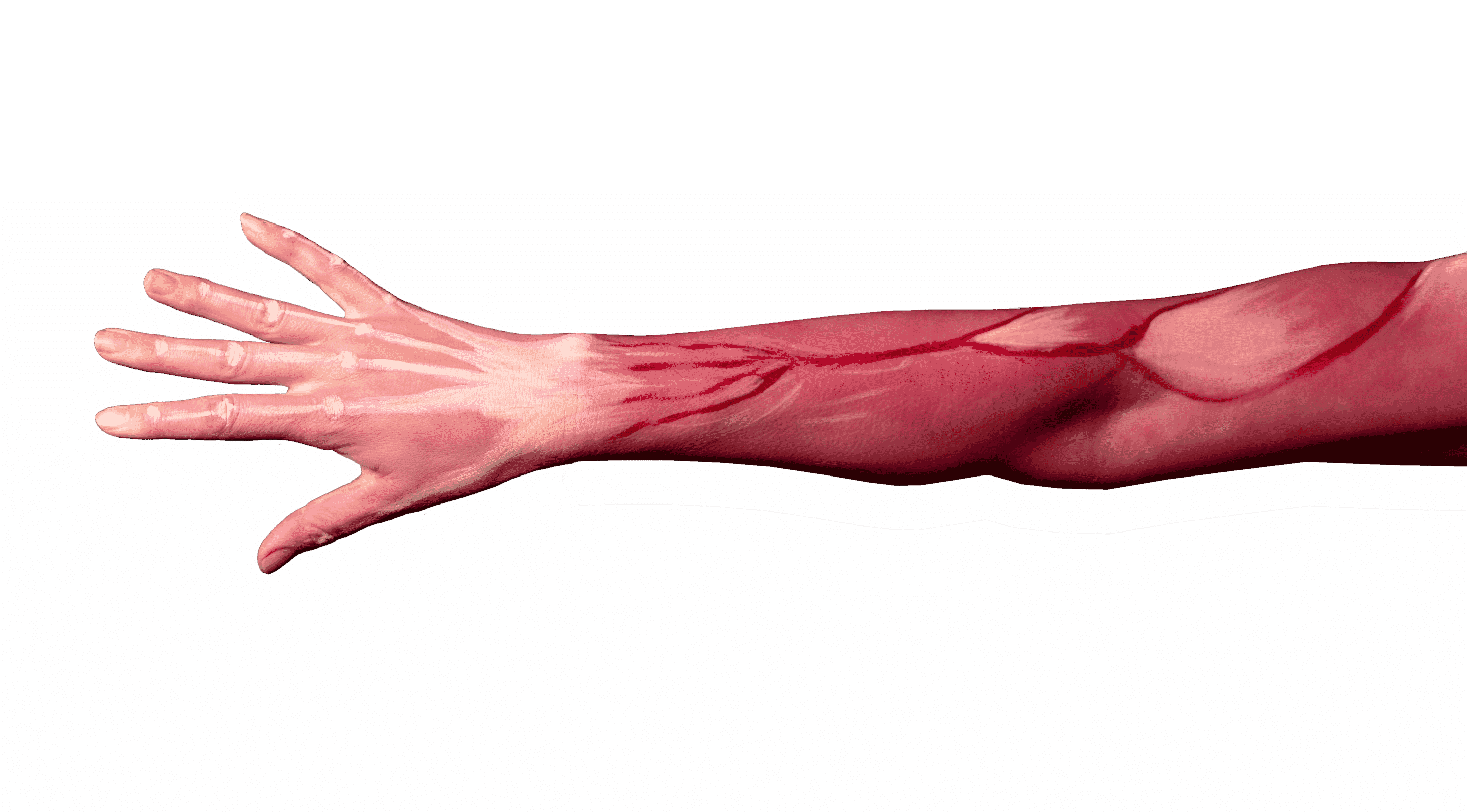 Muscles